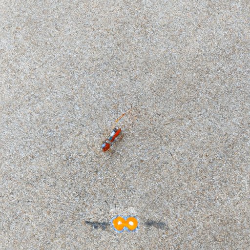 How to Get Rid of Ants in the House Quickly: Natural Remedies, Chemical Treatments, Cleaning Tips, and More