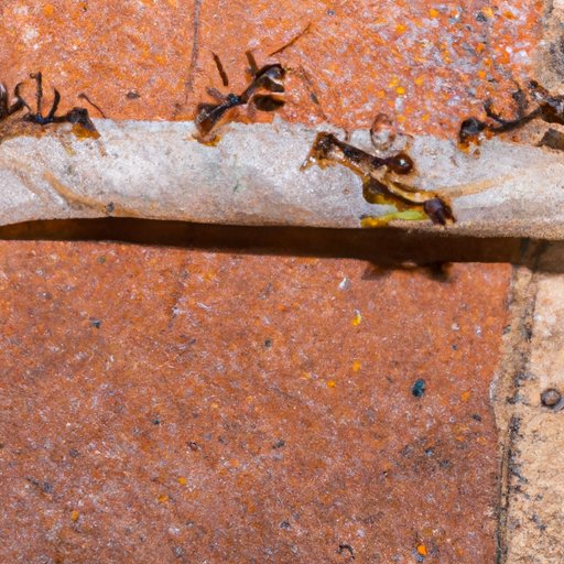 Effective Ways to Get Rid of Ants: An Informative Guide