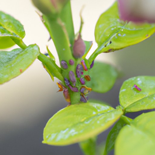 How to Get Rid of Aphids: Natural and Chemical Solutions