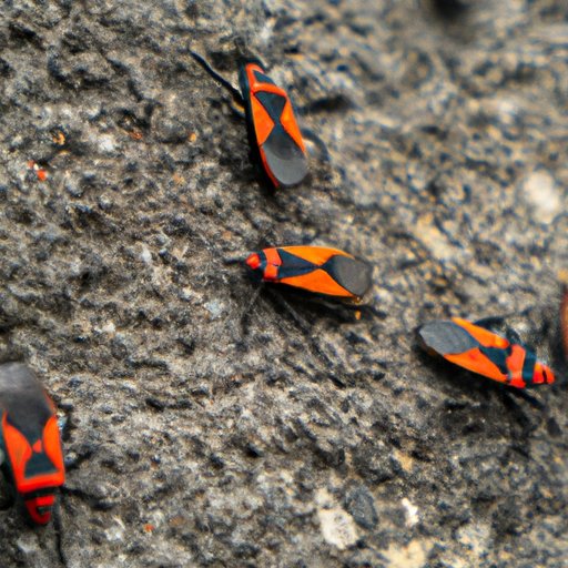 How to Get Rid of Boxelder Bugs: Natural Remedies, Physical Barriers, Chemical Solutions, and More