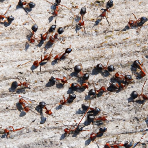 How to Get Rid of Carpenter Ants: A Comprehensive Guide