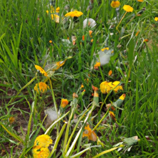 How to Get Rid of Dandelions: Natural and Chemical Approaches