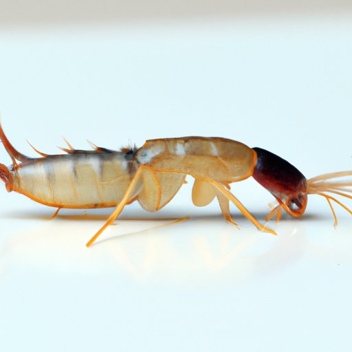How to Get Rid of Earwigs: A Complete Guide