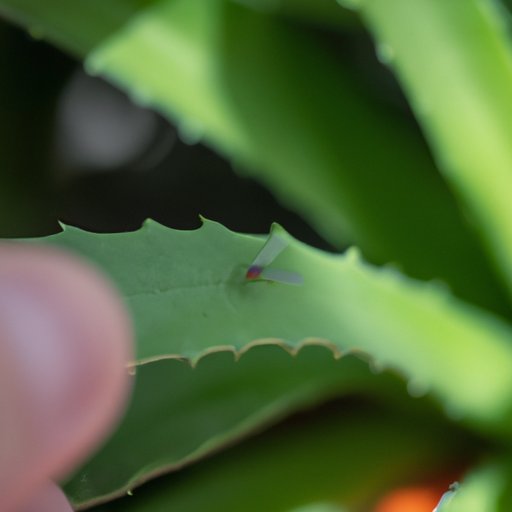 How to Get Rid of Gnats in Plants: Tips and DIY Remedies