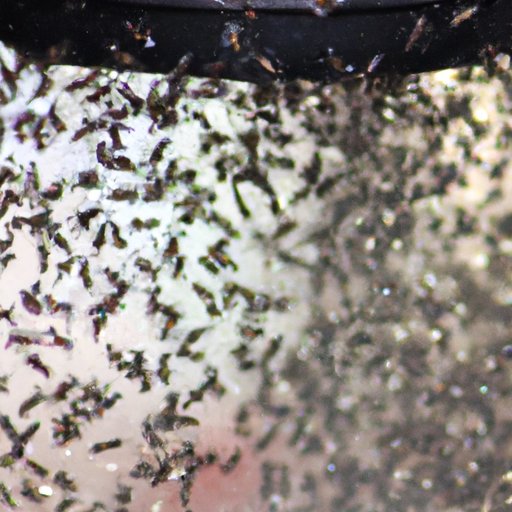 How to Get Rid of Horse Flies: Natural Remedies, Fly Traps, and Top Products for Horse Fly Protection