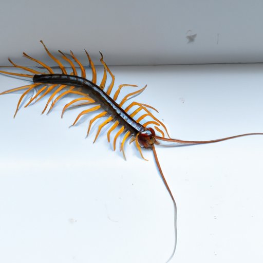 How to Get Rid of House Centipedes: Natural Methods and Prevention Tips