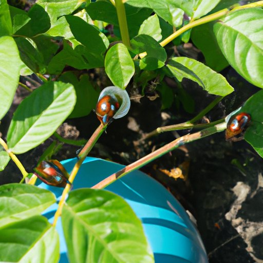 How to Get Rid of Japanese Beetles: The Ultimate Guide