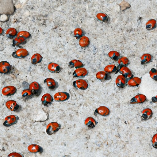 How to Get Rid of Ladybugs: A Comprehensive Guide