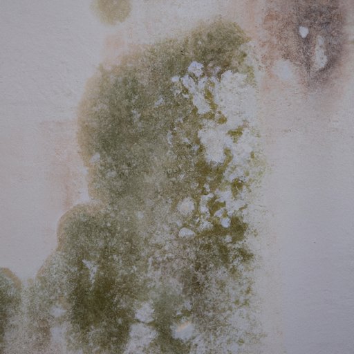 How to Get Rid of Mold on Walls: A Step-by-Step Guide