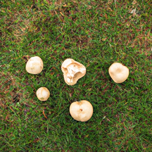 How to Get Rid of Mushrooms in Yard: A Comprehensive Guide