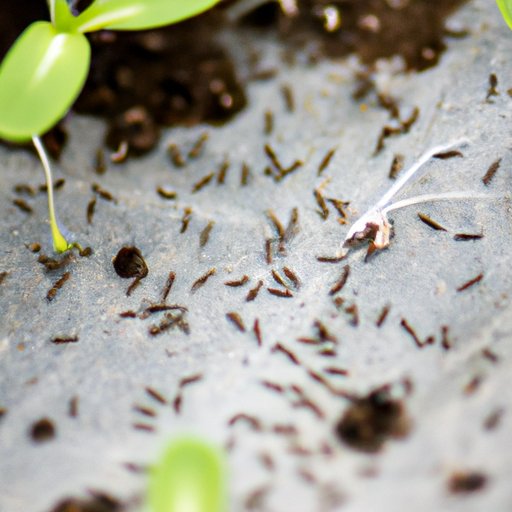 How to Get Rid of Plant Gnats: Natural and Chemical Methods