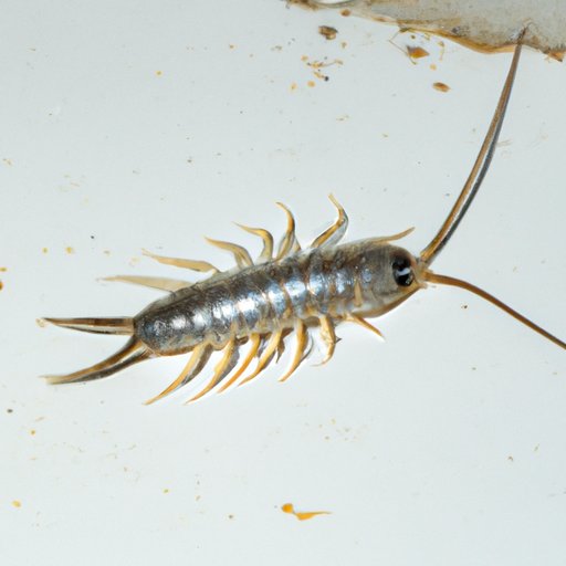 How to Get Rid of Silverfish – Natural Remedies, Cleaning Tips, and More