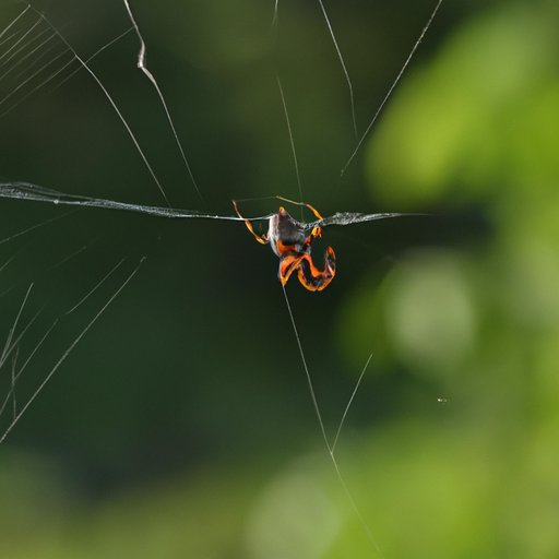 Effective and Natural Ways to Get Rid of Spiders from Your Home: A Comprehensive Guide
