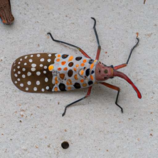 How to Get Rid of Spotted Lanternfly: From Identification to Control