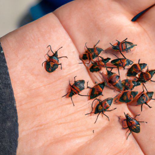 How to Get Rid of Stink Bugs: Natural, Chemical, and Preventative Solutions