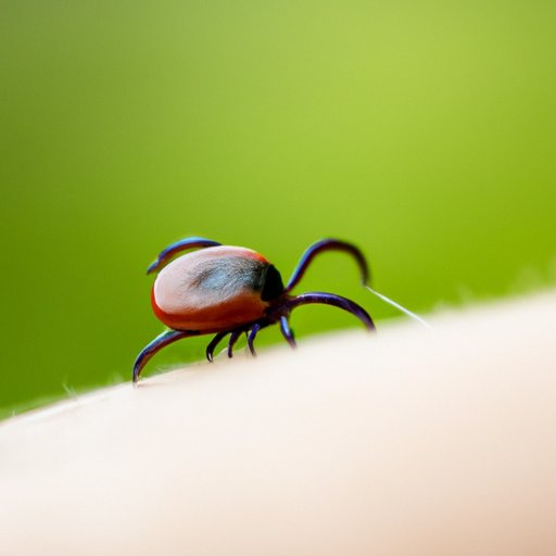 10 Natural Remedies to Get Rid of Ticks – A Comprehensive Guide