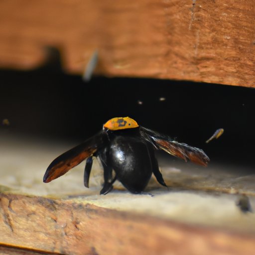 Effective Ways to Get Rid of Wood Bees: A Comprehensive Guide