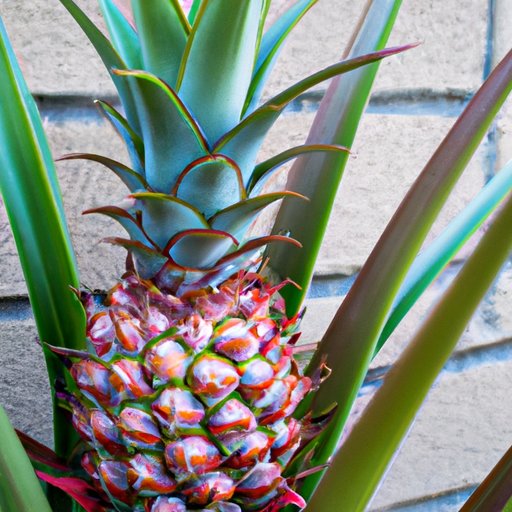 How to Grow a Pineapple Top: Step-by-Step Guide