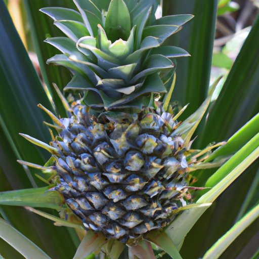 How to Grow a Pineapple: A Step-by-Step Guide to Bringing the Tropics to Your Backyard