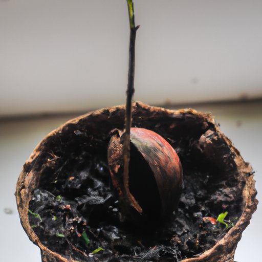 The Ultimate Guide to Growing Avocado Trees from Seeds