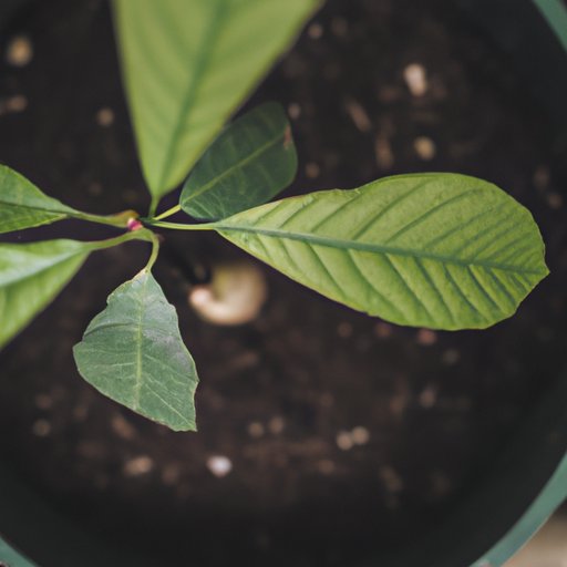 How to Grow an Avocado Tree: A Comprehensive Guide for Beginners
