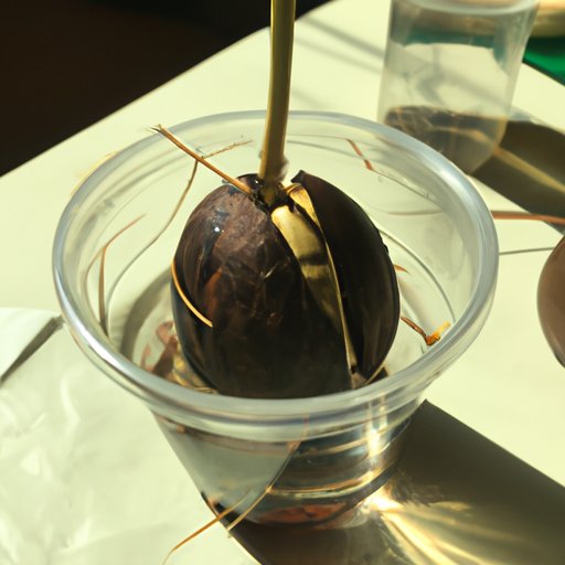 From Seed to Tree: A Beginner’s Guide to Growing Avocado from Seed