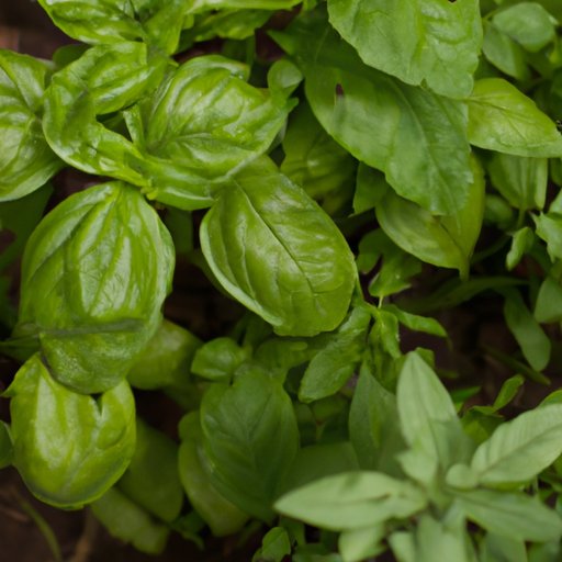 7 Simple Steps to Growing Basil: A Beginner’s Guide to Herb Gardening