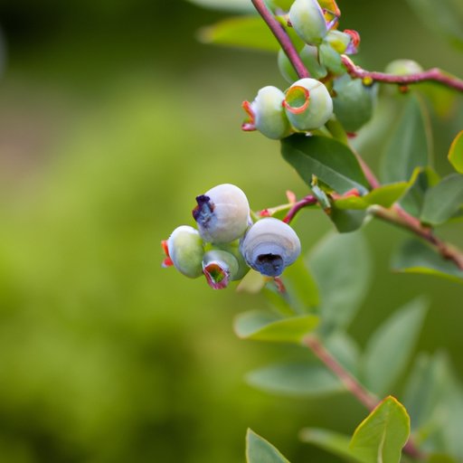 How to Grow Blueberries: A Comprehensive Guide for Beginners