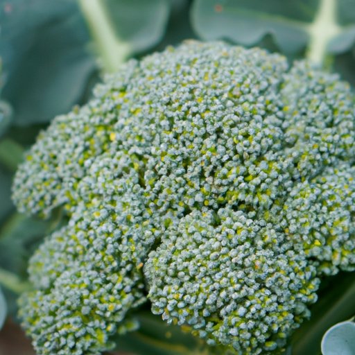 How to Grow Broccoli: A Complete Guide to Growing Super-Sized Broccoli and Avoiding Top Mistakes