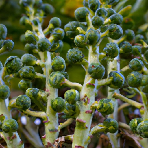 How to Grow Brussels Sprouts: A Complete Guide