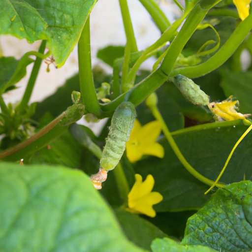 How to Grow Cucumbers: Tips and Strategies for Thriving Cucumber Plants