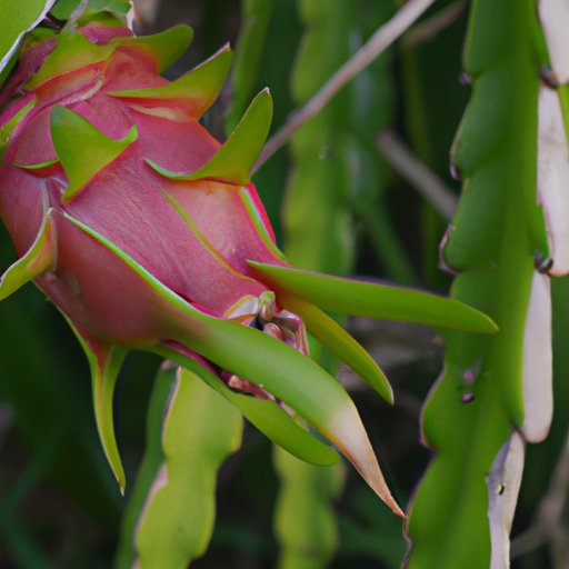 How to Grow Dragon Fruit: A Step-by-Step Guide for Beginners