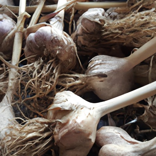 The Ultimate Guide to Growing Garlic: Tips and Tricks for a Bountiful Harvest