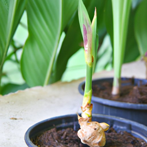 A Beginner’s Guide to Growing Ginger: How to Grow and Care for Ginger Plants at Home