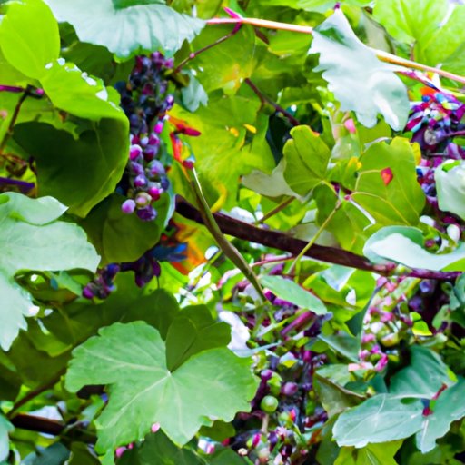 7 Easy Steps to Growing Grapes: A Comprehensive Guide for Novice Gardeners