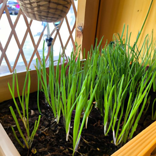 Growing Green Onions: Tips and Tricks for Plump and Flavorful Onions