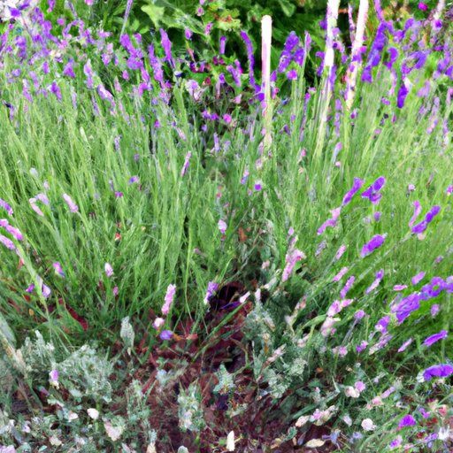 How to Grow Lavender: A Comprehensive Guide for Beginners