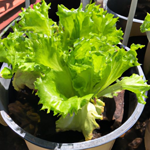 5 Essential Steps to Growing Perfect Lettuce in Your Garden
