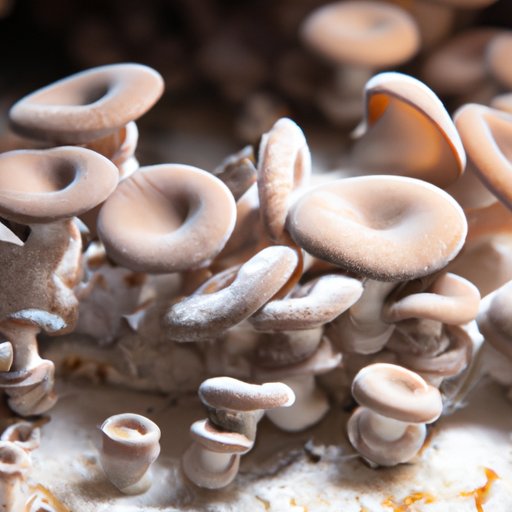 Growing Magic Mushrooms: A Comprehensive Guide for Beginners