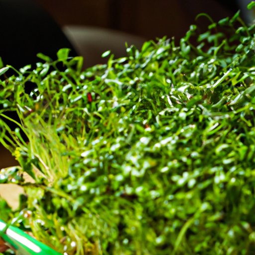 Grow Microgreens: A Step-by-Step Guide to Cultivate Nutritious Greens at Home