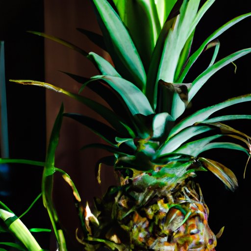 How to Grow Pineapple: A Comprehensive Guide for Home Growers