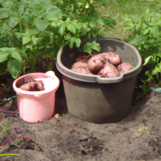 How to Grow Potatoes in a Container: A Step-by-Step Guide
