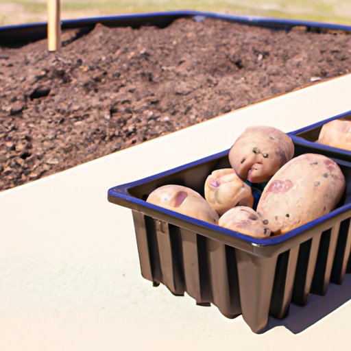 How to Grow Potatoes: A Beginner’s Guide to Plant, Care, and Harvest Potatoes