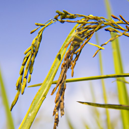 A Beginner’s Guide to Growing Rice: Tips and Strategies for Successful Cultivation