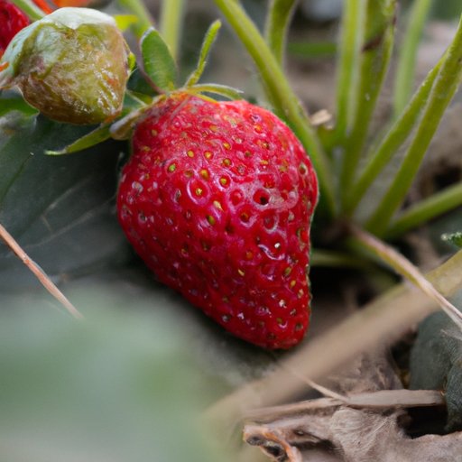 How to Grow Juicy Strawberries in Your Backyard: Tips, Varieties, and Delicious Recipes