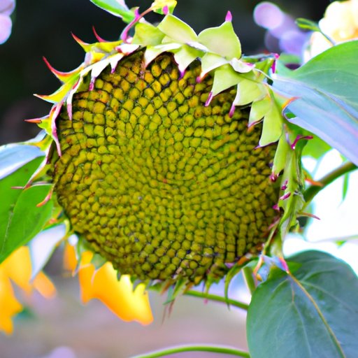 How to Grow Sunflowers: From Seed to Bloom