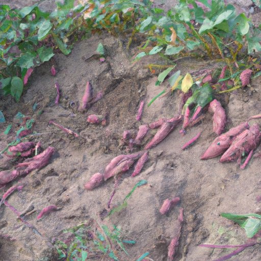 How to Grow Sweet Potatoes: A Comprehensive Guide to Successful Cultivation