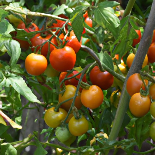 Growing Tomatoes Successfully and Naturally: A Beginner’s Guide