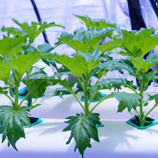 Growing Weed: A Comprehensive Guide for Beginners