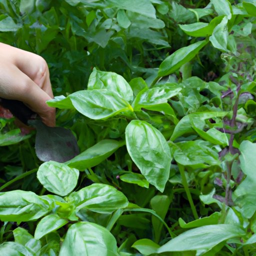 The Ultimate Guide to Harvesting Basil: Tips and Techniques for a Bountiful Harvest